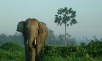 Gajah_Sumatera